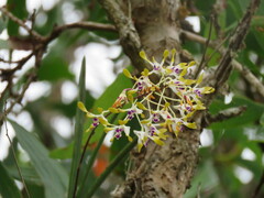 Dendrobium canaliculatum