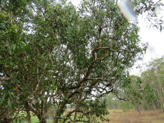 Dendrobium canaliculatum
