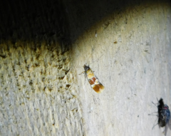 Epicallima bruandella