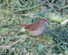 Luscinia megarhynchos