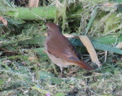 Luscinia megarhynchos