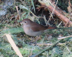 Luscinia megarhynchos