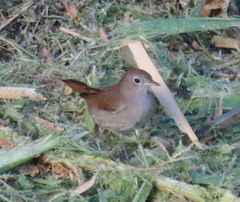 Luscinia megarhynchos