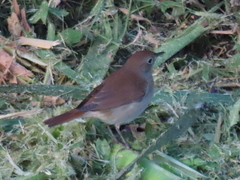 Luscinia megarhynchos