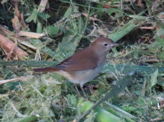 Luscinia megarhynchos