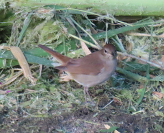 Luscinia megarhynchos