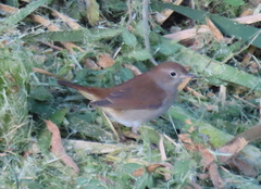 Luscinia megarhynchos