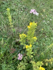 Rhynchocorys elephas