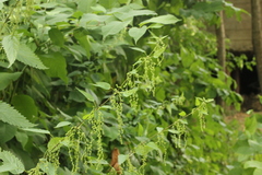 Urtica dioica