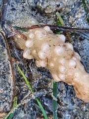 Lituaria