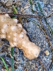 Lituaria