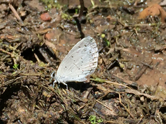 Celastrina echo cinerea