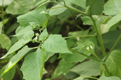 Solanum nigrum