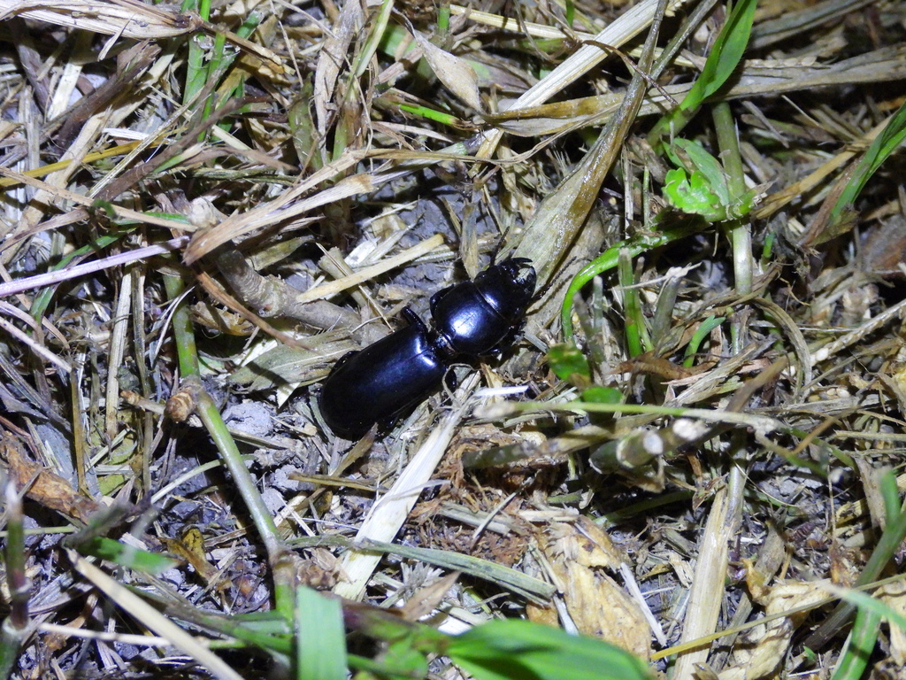 Scarites lubricipennis