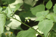 Solanum nigrum
