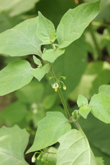 Solanum nigrum