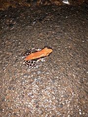 Hydrophylax bahuvistara