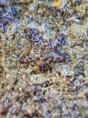 Aquilonastra