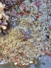 Aquilonastra