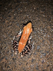 Hydrophylax bahuvistara