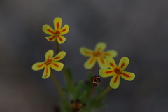Zaluzianskya divaricata
