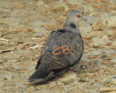 Streptopelia lugens