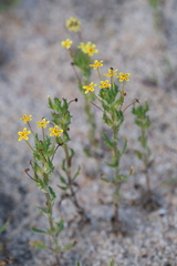 Zaluzianskya divaricata