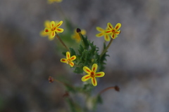 Zaluzianskya divaricata