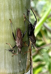 Notobitus meleagris