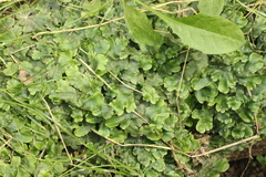 Conocephalum conicum