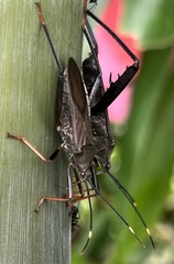 Notobitus meleagris