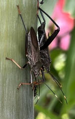 Notobitus meleagris