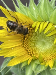Eristalis tenax
