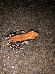 Hydrophylax bahuvistara