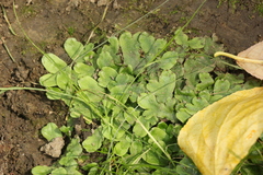 Conocephalum conicum