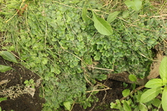 Conocephalum conicum