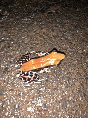 Hydrophylax bahuvistara