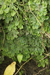 Conocephalum conicum