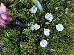 Oxalis oculifera