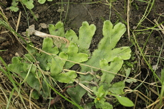 Conocephalum conicum