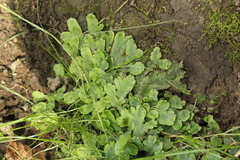 Conocephalum conicum