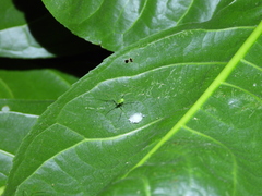 Tetragnatha squamata