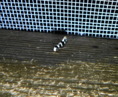 Neurothaumasia ankerella