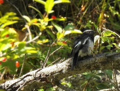 Phoenicurus coeruleocephala