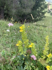 Rhynchocorys elephas