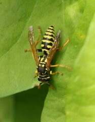 Polistes dominula