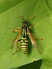 Polistes dominula