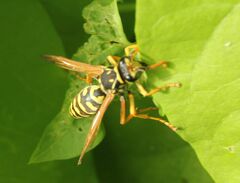 Polistes dominula