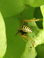 Polistes dominula