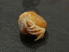 Pinnotheres hickmani
